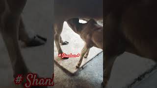 sukhrana amritmaan animals gaumatakijaiho trendingshorts viralvideo trendingytshortscow 🐄😘😘 [upl. by Annodas]