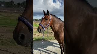 Was hältst du für die beste Pferderasse fürs erste eigene Pferd ☺️ horses horse pferde [upl. by Lustick]