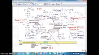 Ch 8B Calvin cycleRuBP Regeneration and Regulation pt 1 [upl. by Isnam]