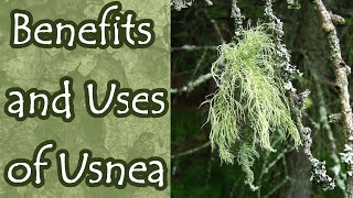 Benefits and Uses of Usnea Old Mans Beard [upl. by Trish]