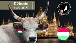 11 érdekesség a magyar nyelvről │ 11 fun facts about Hungarian │ Hungarian for foreigners [upl. by Limak]