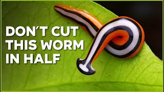 Dont Cut ✂️ This Worm in Half  Nature Nuggets [upl. by Llerreg650]