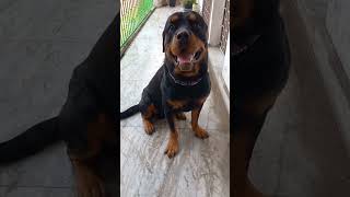 My Dog 🐕 is My Doorbell 🔔 doglover dog dogcomedy viralvideo [upl. by Tarrance640]