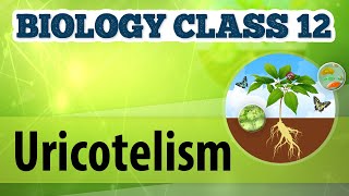 Uricotelism  Excretion and Osmoregulation  Biology Class 12 [upl. by Zoie]