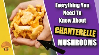 Everything You Need To Know About Chanterelle Mushrooms [upl. by Dietrich86]