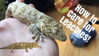 Leachianus Gecko Care Leachie  New Caledonian Giant Gecko [upl. by Oirram]