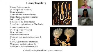 4 AULA a  Hemicordados Protocordados Subfilo Urochordata e Subfilo Cephalochordata [upl. by Semreh]