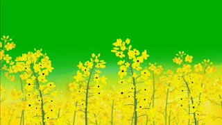 Flowers blooming green screen effects HD Free Footage  flower plants chroma key hd video [upl. by Nandor]