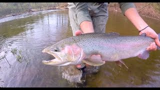 The Elusive Southern Ontario Steelhead [upl. by Fillander]