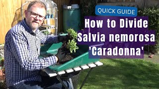 How to Divide Salvia nemorosa Caradonna  Propagating Hardy Perennial Salvias  Gardening Tips [upl. by Ahsytal262]