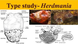 Herdmania  Type Study of Herdmania  Urochordata  Herdmania [upl. by Yecram]