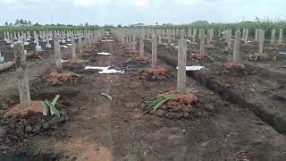 New red dragon fruit production in Vietnam  preparing branches and soil [upl. by Naiviv961]