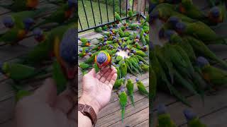 Lorikeet Mayhem 🤪🦜🦜🦜🦜🦜🦜🦜 [upl. by Tebzil154]