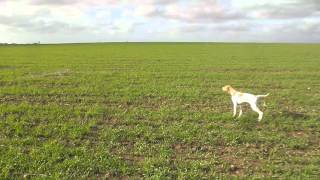 Chasse au maroc  dressage chien darrêt [upl. by Harle]