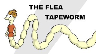 The Flea Tapeworm Dipylidium caninum  Plain and Simple [upl. by Lasyrc]