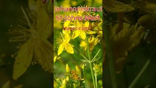 StJohnsWort [upl. by Benedick]