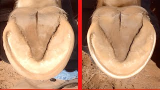 🐴Horses Hoof Trimming  Horses Hoof Deep Trimming and Cleaning [upl. by Nnazil]