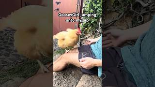 GooseyGirl my chicken loves jumping up onto my lap backyardchickens hens cuteanimals chickens [upl. by Yramanna663]