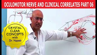 Oculomotor Nerve and Clinical Correlates Part 6 [upl. by Stilla]