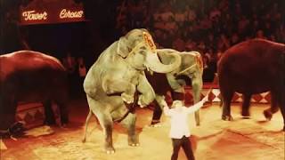 Elephant acts at the Tower Circus [upl. by Dyob]