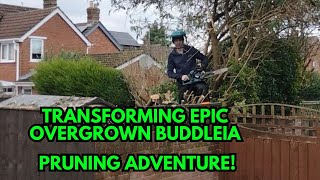 Transforming Epic Overgrown Buddleia Pruning Adventure A Day In The Life Of A UK Gardener EP21 [upl. by Oiceladni537]