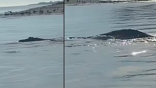 WATCH Mystery creature spotted by boat captain leaves viewers guessing [upl. by Jaco]