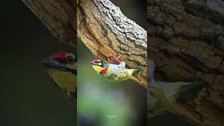 Coppersmith Barbet shorts birds photography [upl. by Yessac]