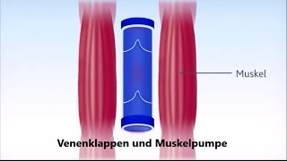 Venenklappen und Muskelpumpe Ausschnitt aus quotDie Muskelpumpequot von Besenreiser Krampfadern frei [upl. by Maclaine172]