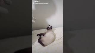 mis gatos bailando tik tok [upl. by Herculie]