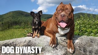 Hulk amp The Chihuahua With The Pit Bull Attitude  DOG DYNASTY [upl. by Brightman]