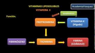 Vitaminas liposolubles Vitamina K [upl. by Hakym]