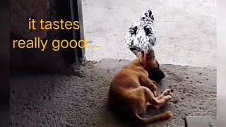 chicken eating ticks off dog  feeding animals [upl. by Aicxela]