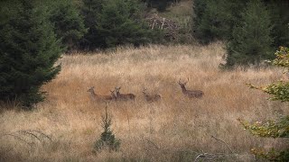 Rotwild Drückjagd in der Eifel  Jagdkrone [upl. by Orgell563]