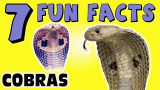 7 FUN FACTS ABOUT COBRAS COBRA FACTS FOR KIDS Snakes Learning Colors Funny LOL Sock Puppet [upl. by Philina634]