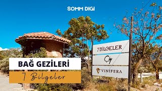 7 Bilgeler Bağ Gezisi Şarap Tadımı Şarap Öğrenme [upl. by Lemert]