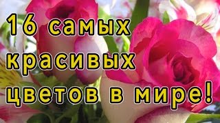 ♥ Самые красивые цветы в мире ♥ [upl. by Gelhar]