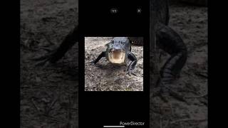 Terrifying alligator bellowing during hurricane milton hurricane milton florida trending [upl. by Dido304]