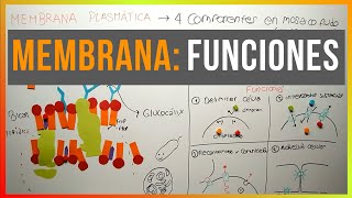 Funciones de la Membrana Plasmática [upl. by Adrian]