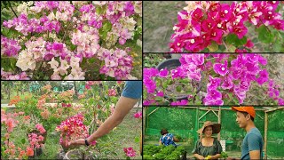 RARE BOUGAINVILLEA FARM TOUR  GAGANDA 😍 [upl. by Malchy]