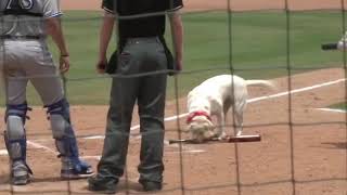 Bat Dog debut for ThreshersPhillies [upl. by Enitnatsnoc761]