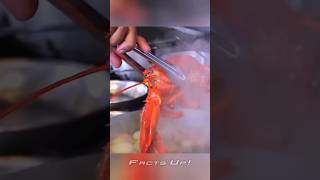 Why Do We Boil Lobsters Alive [upl. by Penelopa]