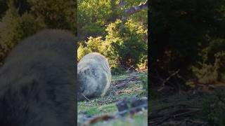 Why Wombats Poop Cubes [upl. by Colyer]