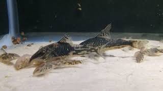 S barbatus pair feeding with juveniles [upl. by Reisinger640]