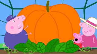 La zucca gigante  Peppa Pig Italiano Episodi completi [upl. by Farrison963]