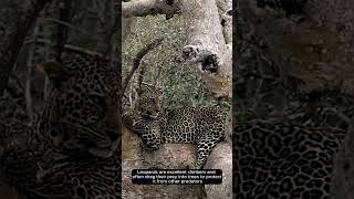 Incredible Leopards Masters of Stealth in the Wild leopard wildlifeshorts bigcats [upl. by Treblig725]