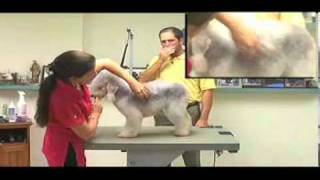 Super Styling Session Bedlington Terrier Grooming Tips [upl. by Kipton866]