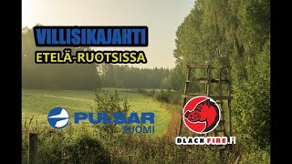 Villisian metsästys etelä ruotsissa [upl. by Oninotna]