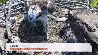 Poole Harbour Ospreys 2023 film by Alison Copland [upl. by Hagar457]