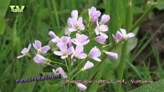 Cardamine pratensis  Cuckoo Flower  Pinksterbloem landgoed Hackfort [upl. by Naro167]