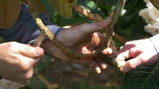 How to propagate a Rhododendron by layering [upl. by Cathryn]